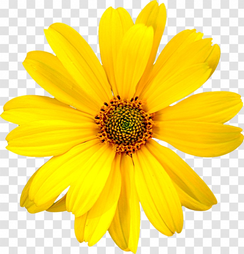 Mercado Jamaica Flower Rose Yellow Floral Design - Sunflower - Flowers Transparent PNG