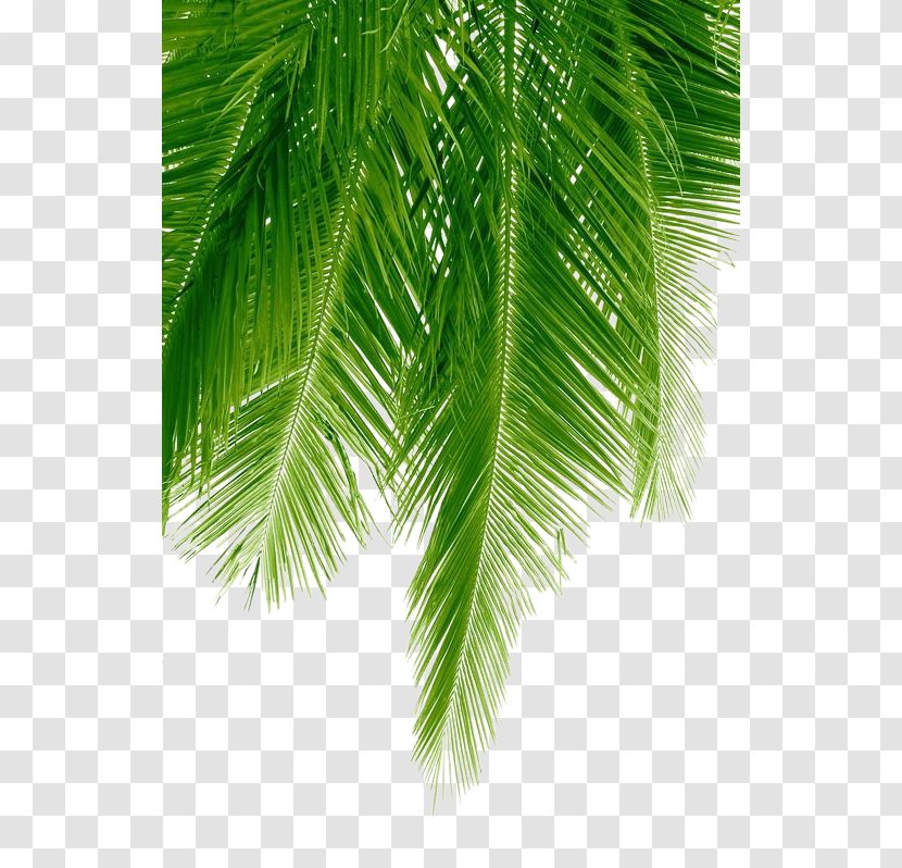 Arecaceae Stock Photography Coconut - Color Scheme - Palm Leaves Transparent PNG