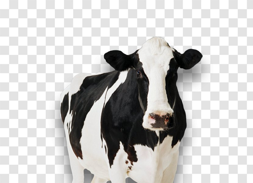 Holstein Friesian Cattle Standee Cow Tipping Cardboard Dairy - Farm Transparent PNG