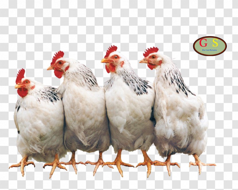 Chicken Coop Hen Rooster Poultry Farming - Livestock Transparent PNG