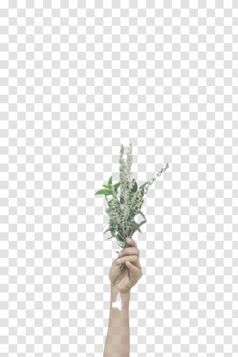 White Flower Flowerpot Green Plant - Cut Flowers - Stem Herb Transparent PNG