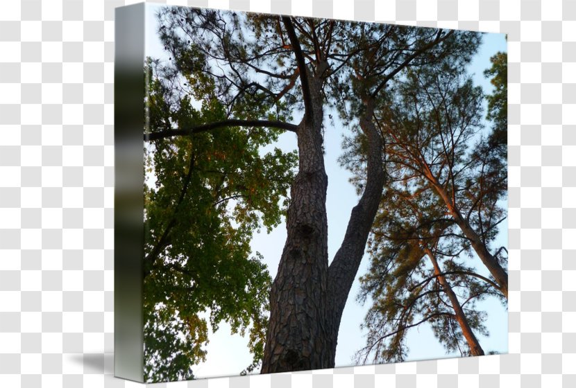 Wood /m/083vt Biome Pine Birch - Family Transparent PNG