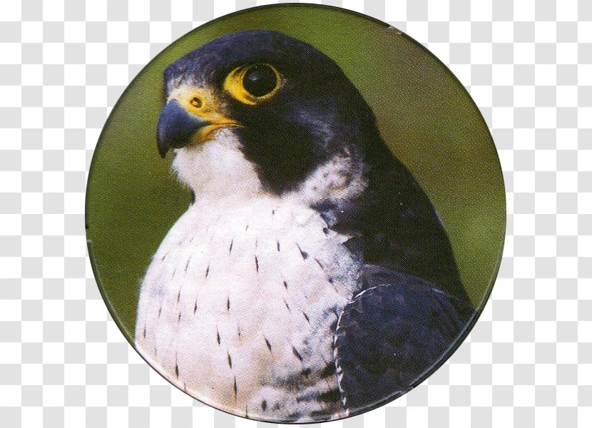 Bird Of Prey Peregrine Falcon Kestrel Transparent PNG