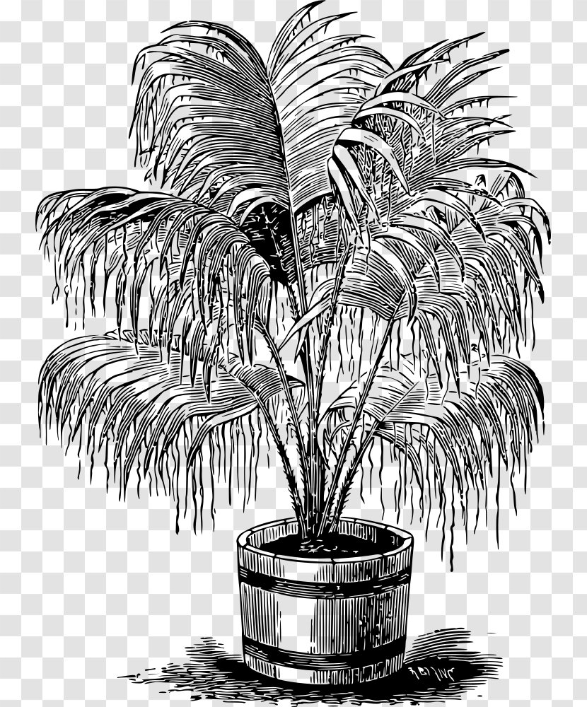 Drawing Arecaceae Line Art Monochrome Black And White - Palm Tree Transparent PNG