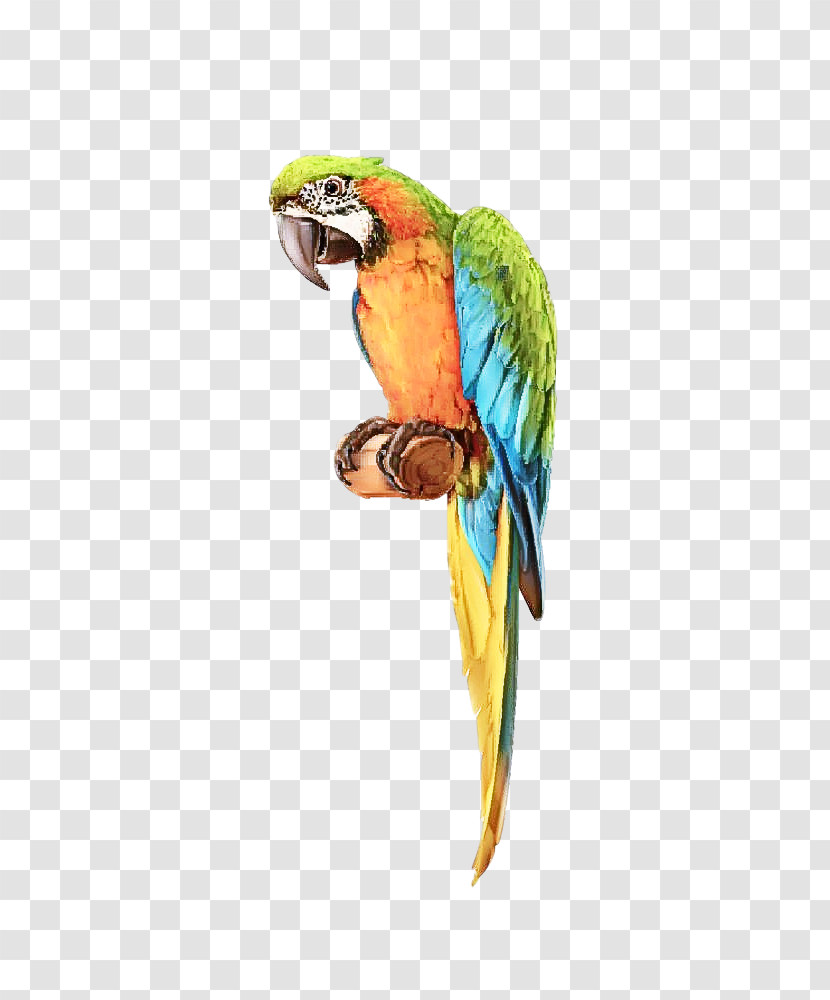 Bird Macaw Beak Parrot Parakeet Transparent PNG