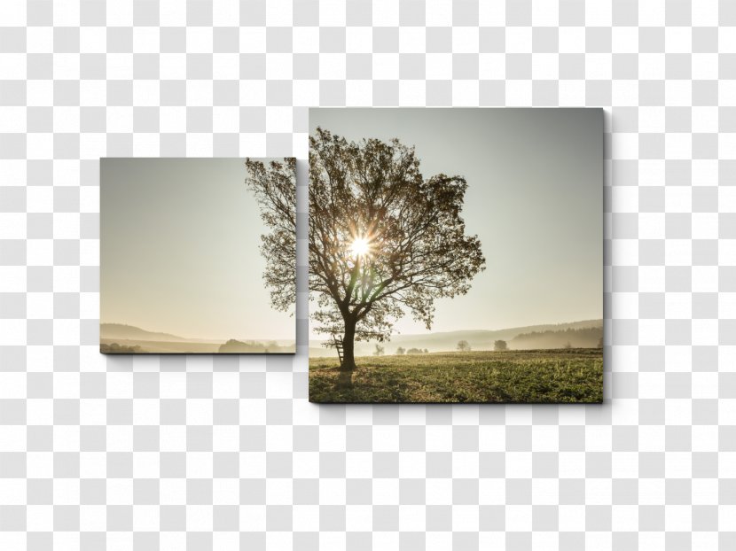 Picture Frames Tree Rectangle Transparent PNG