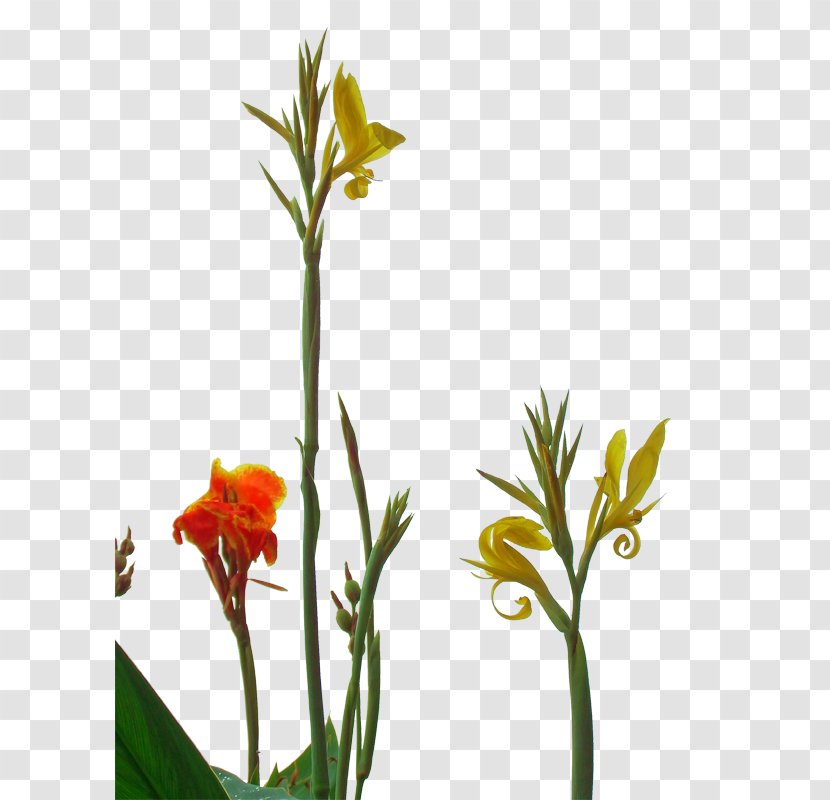 Canna Indica Flower - Floral Design - Cannabis Pictures Transparent PNG