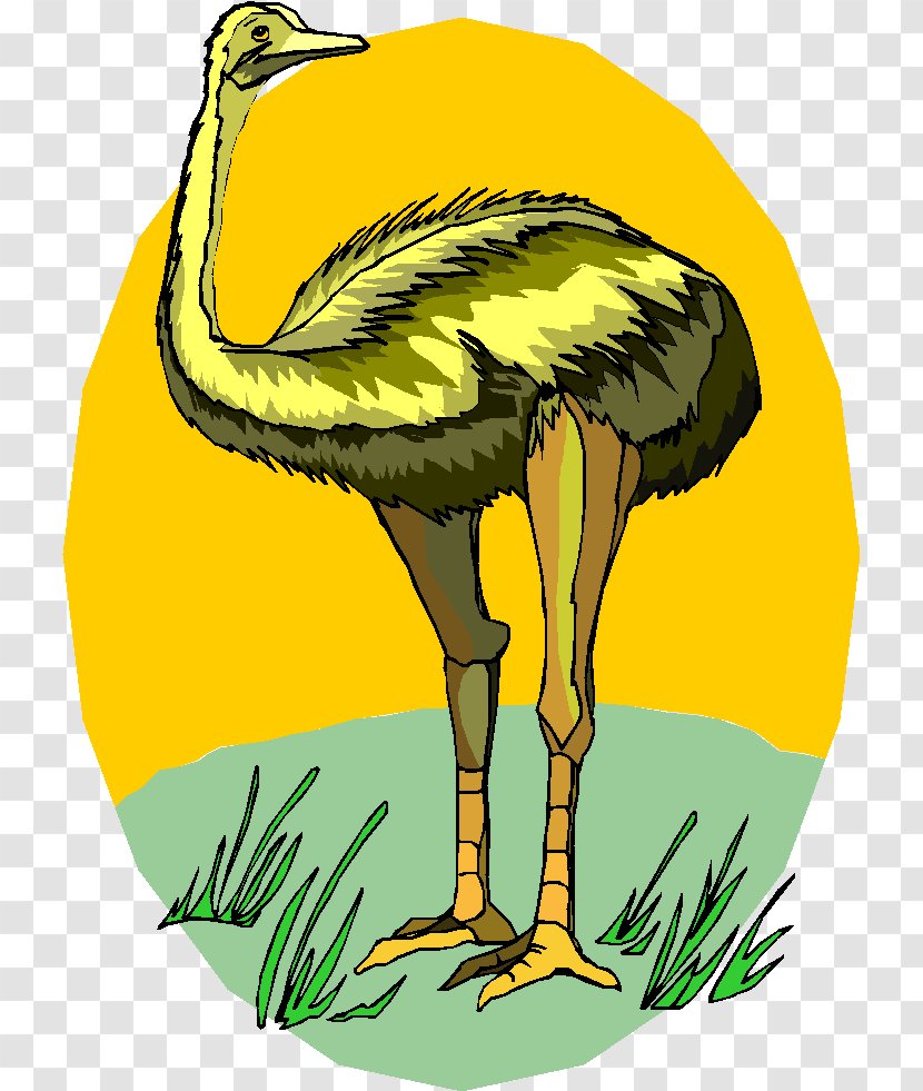 Common Ostrich Clip Art GIF Image Drawing - Ostriches Transparent PNG