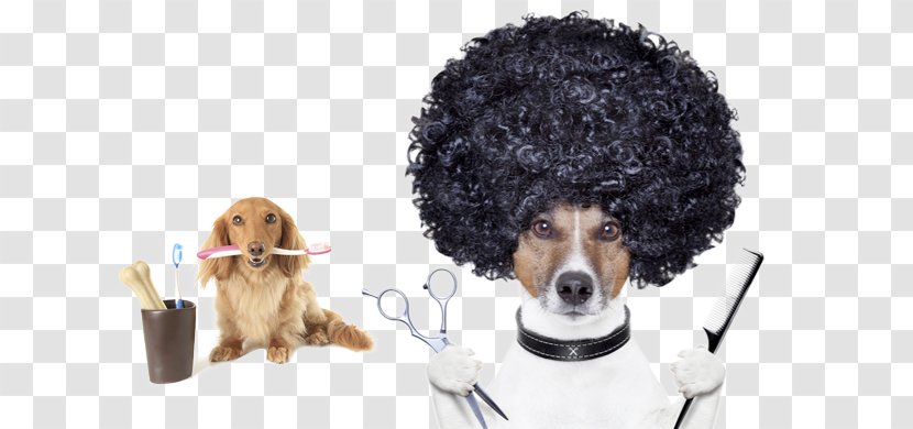 Pomeranian Great Dane Border Collie Dog Grooming Pet - Goldendoodles The Owners Guide From Puppy To Old A Transparent PNG