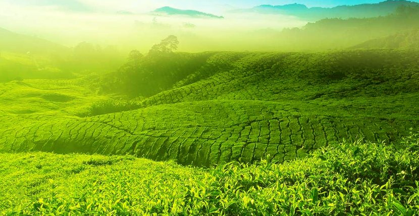 Charleston Tea Plantation Malaysia Green Garden - Sky Transparent PNG