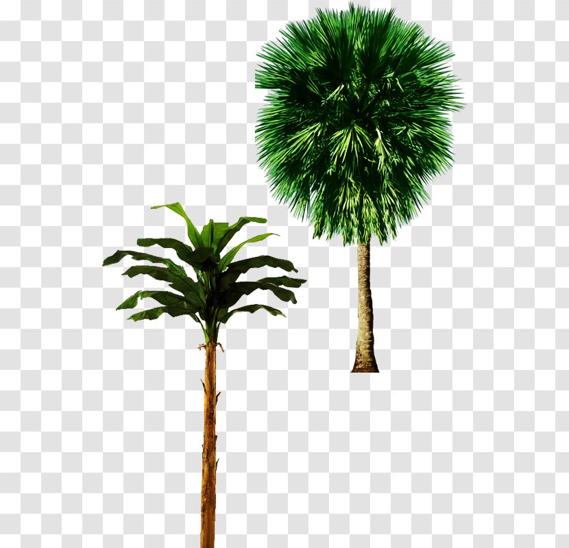 Tree Arecaceae Trunk Plant - ,castle,Cutout,Trees,Trees,,castle,Cutout Transparent PNG