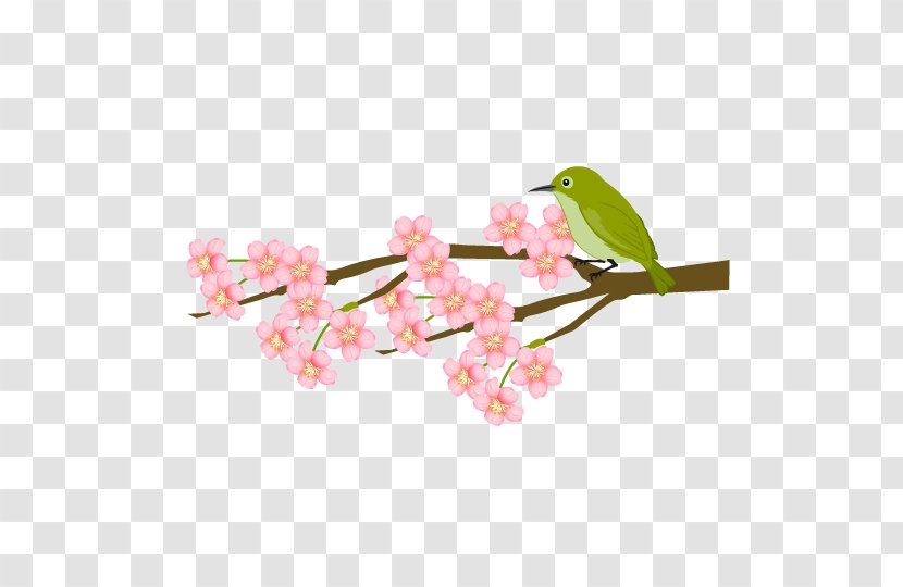 Cherry Blossom Japanese Bush Warbler Plum Petal Transparent PNG