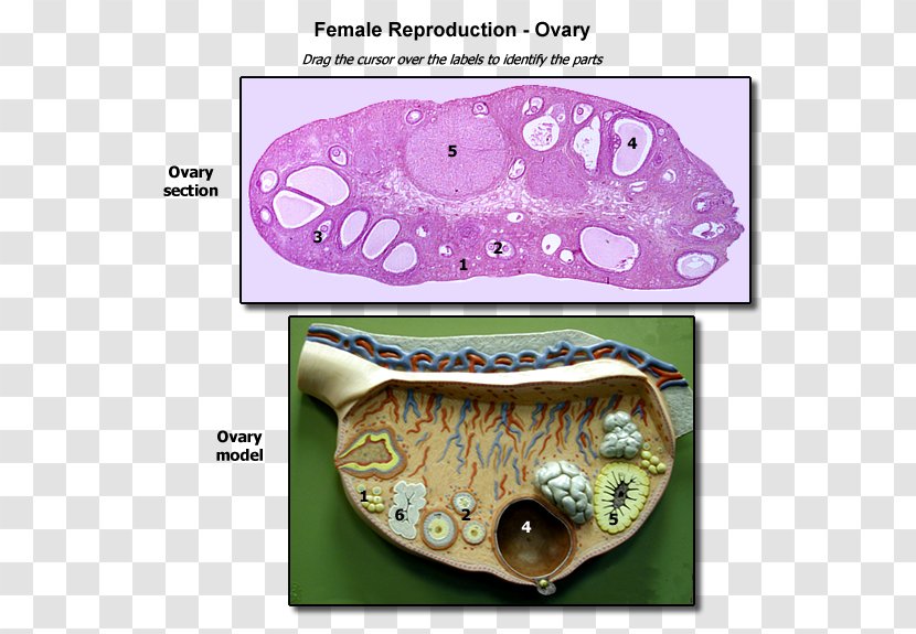 Organism Font - Ovary - Design Transparent PNG