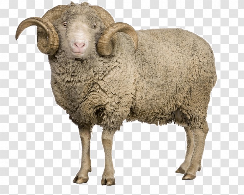 Arles Merino Sheep Goat Clip Art Transparent PNG