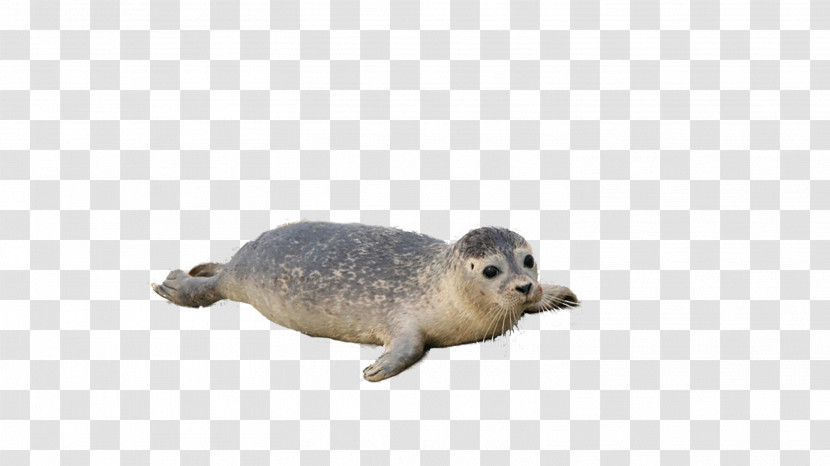 Seal Earless Seal Harbor Seal Snout Wildlife Transparent PNG