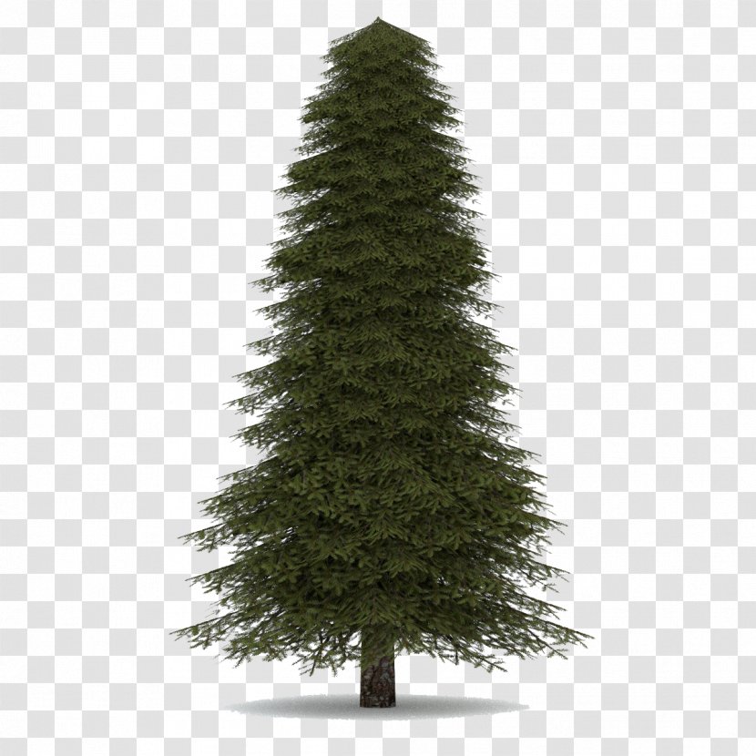 Abies Concolor Pine Balsam Fir Norway Spruce Noble - Larch - Fir-Tree Image Transparent PNG