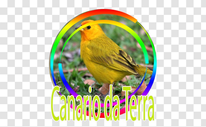 Bird Atlantic Canary Saffron Finch Tanager - Supply Transparent PNG