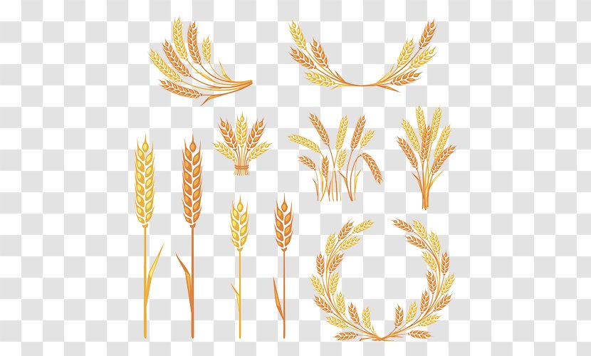 Ear Clip Art - Yellow - Golden Wheat Transparent PNG