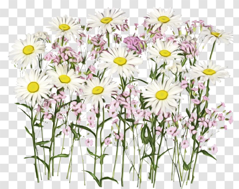 Daisy - Paint - Oxeye Mayweed Transparent PNG