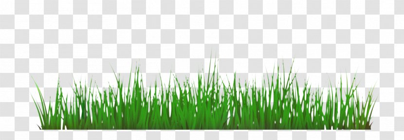 Green Grass Background - Chrysopogon - Grassland Artificial Turf Transparent PNG