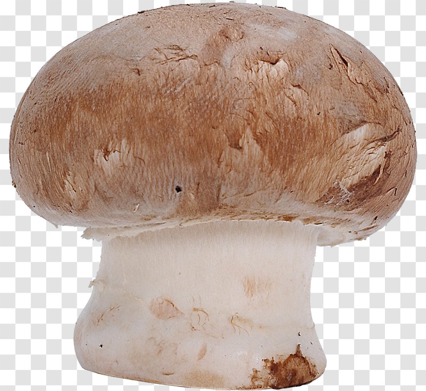 Common Mushroom Fungus Agaricus Campestris Clip Art Transparent PNG