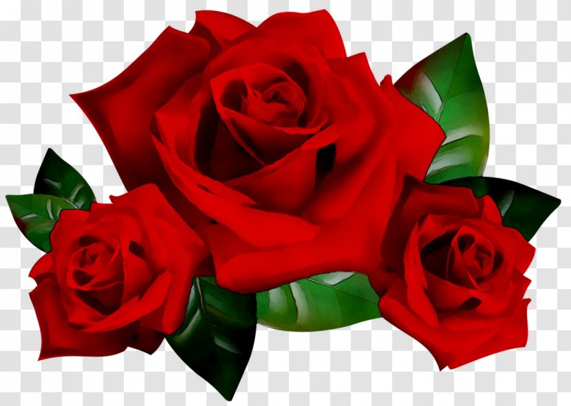 Garden Roses Image Desktop Wallpaper Floral Design Flower - Red Transparent PNG