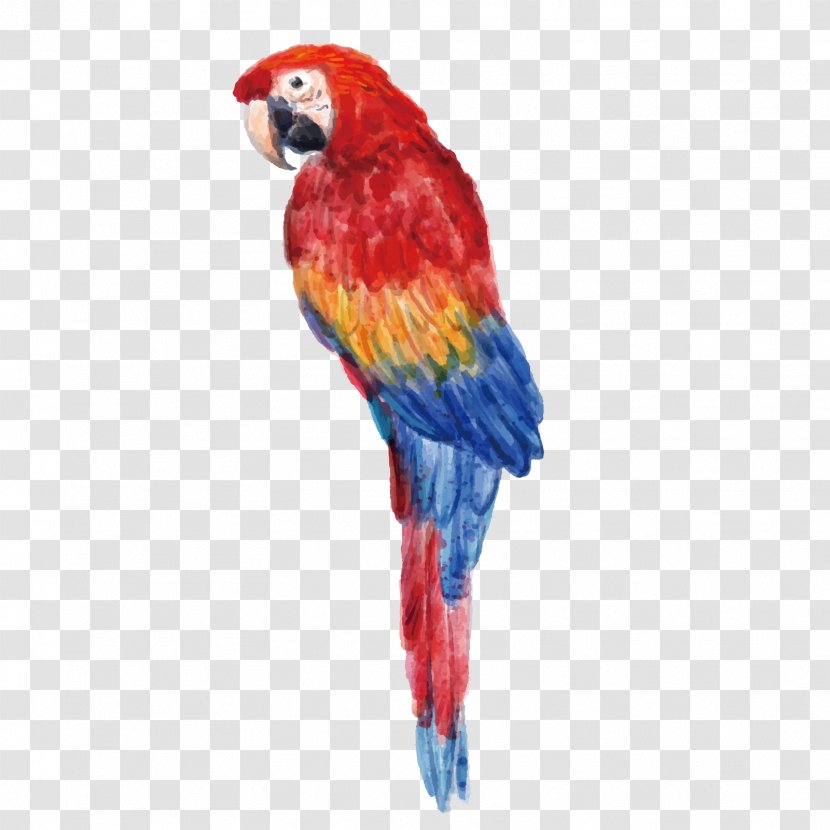 Exotic Shorthair Bird Frog Animals Set Giant Panda - Animal - Vector Red Parrot Transparent PNG