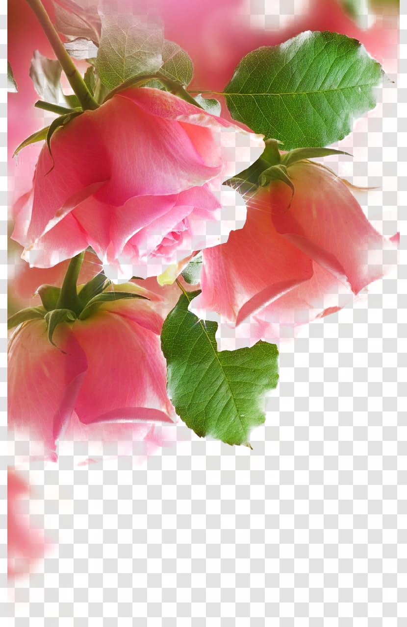 Paper Rose Painting Pink Wallpaper - Decorative Arts - Roses Transparent PNG