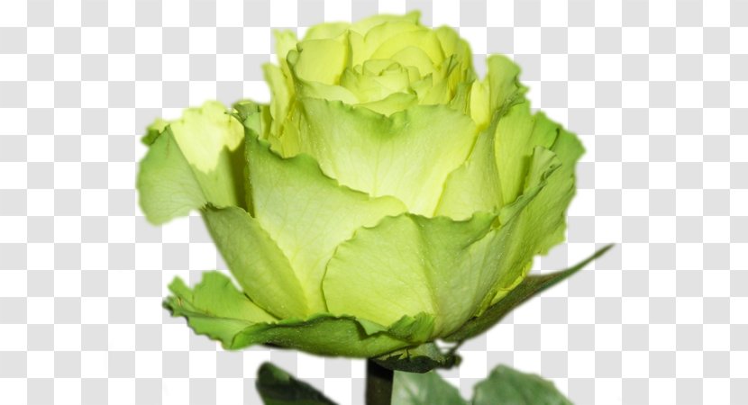 Garden Roses Green Ornamental Plant Hybrid Tea Rose Transparent PNG