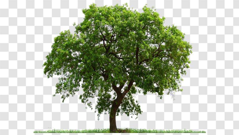 Tree Download Clip Art - Clipping Path - Beech Transparent PNG