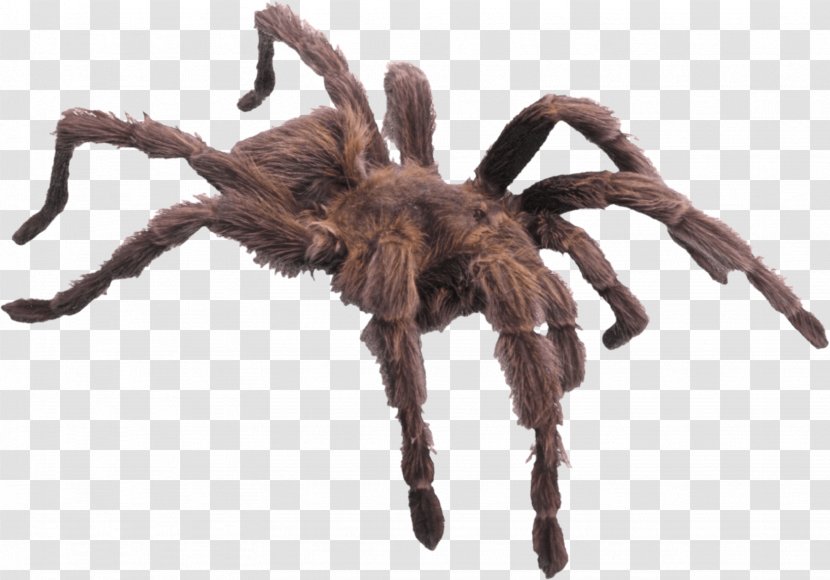 Giant Huntsman Spider Child Kindergarten Minibeast - Wild Transparent PNG