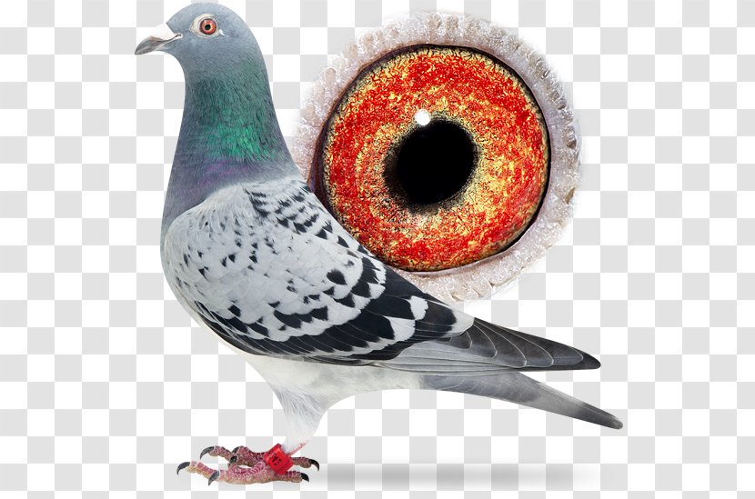 Racing Homer Columbidae Pigeon Keeping - Marcel Kittel Transparent PNG