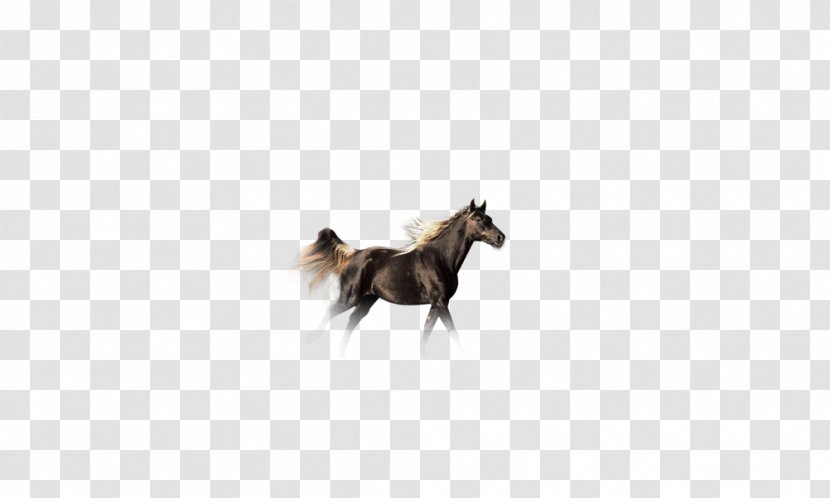 Horse Pet Tail - Like Mammal Transparent PNG