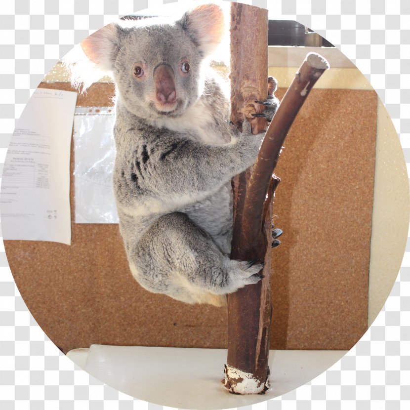 Koala Fauna Snout Transparent PNG