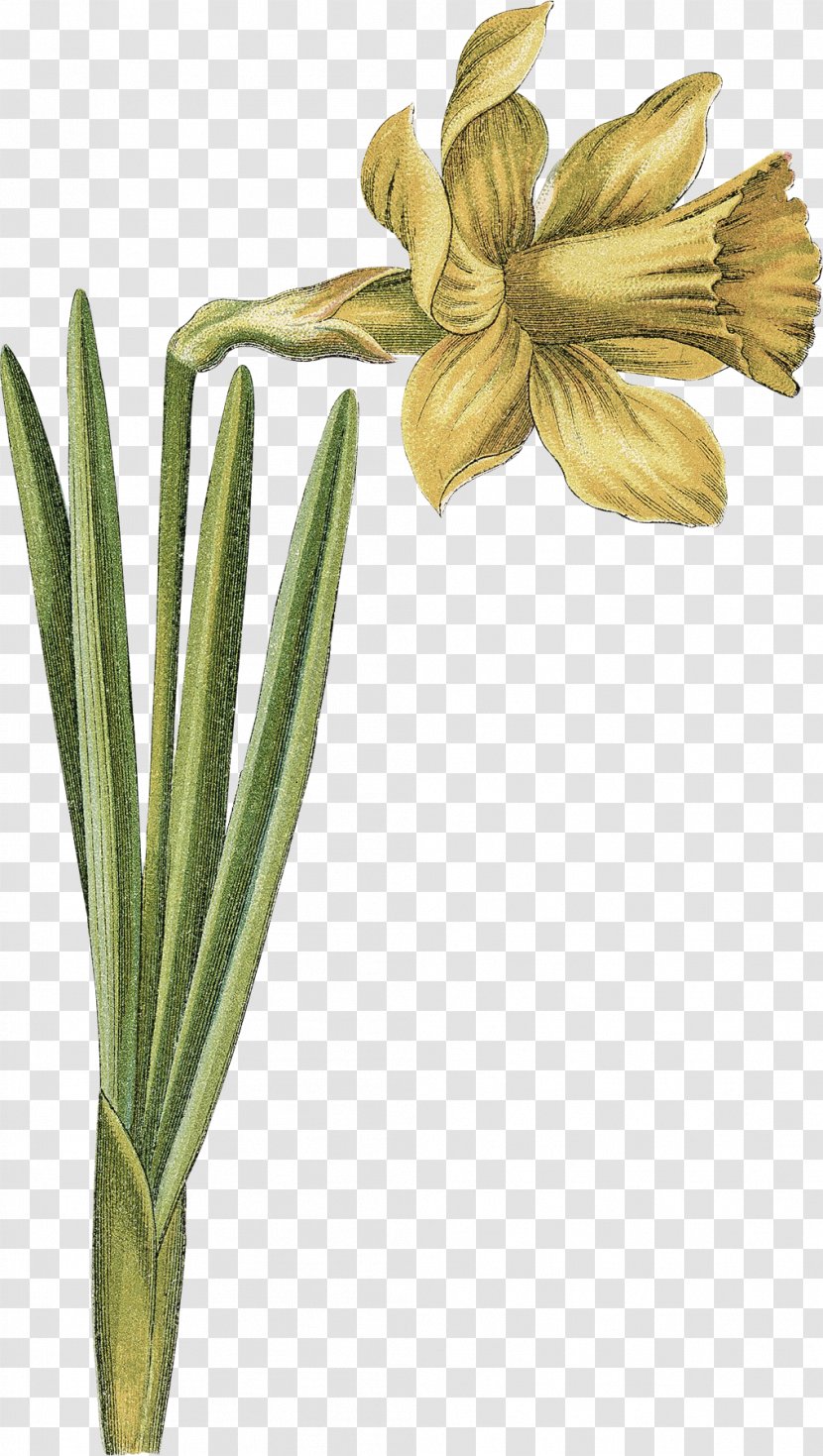 Daffodil Bulb Illustration Narcissus Image - Art Transparent PNG