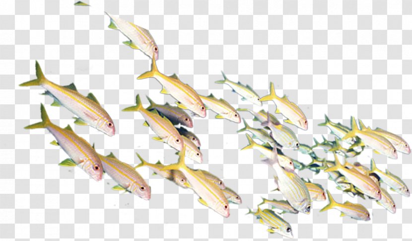 Fish Gratis Computer File - Tree - A Group Of Free Decoration Material Transparent PNG