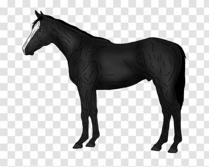 Thoroughbred American Quarter Horse Pony Stallion Silhouette - Rein Transparent PNG