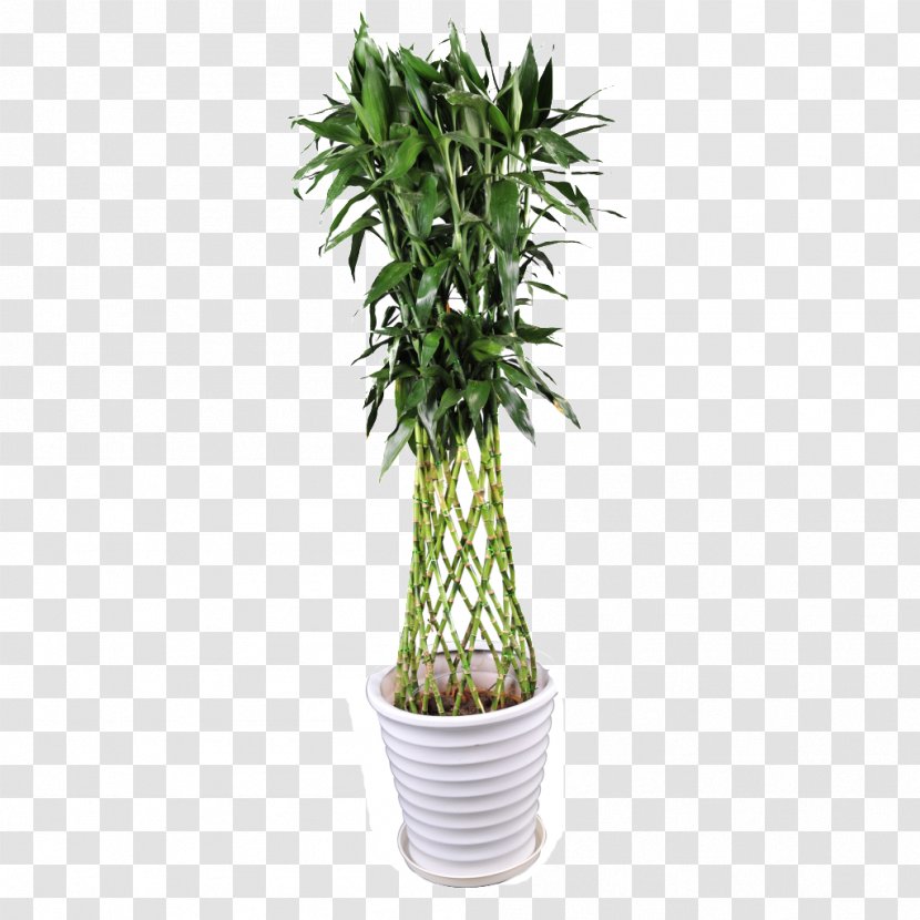 Lucky Bamboo Tropical Woody Bamboos Tree Image - Flower Pot Transparent PNG