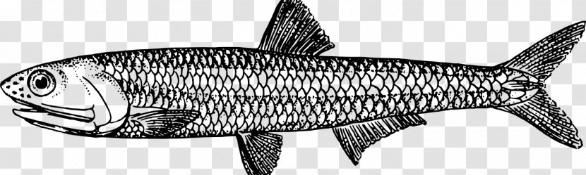 Fish Cartoon - Drawing - Rayfinned Cyprinidae Transparent PNG