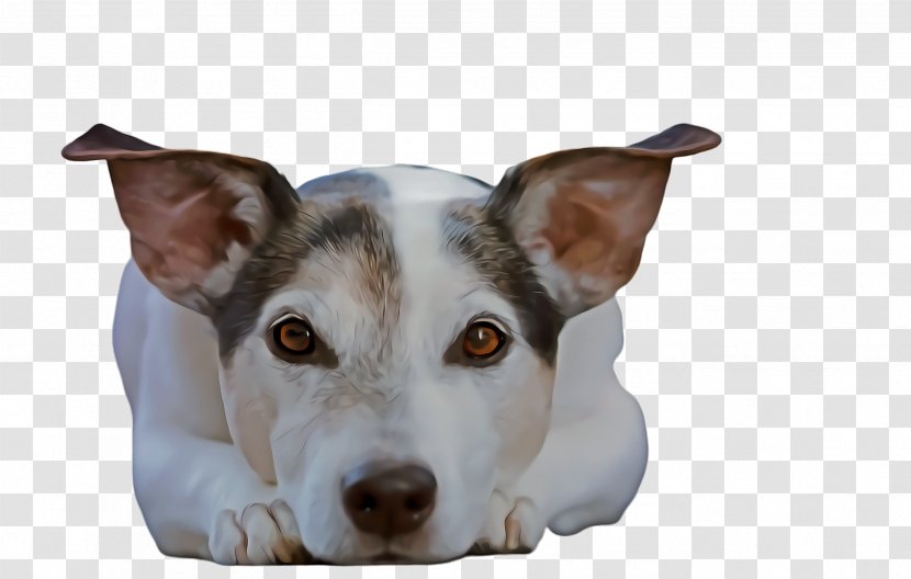 Cute Dog - Pillow Companion Transparent PNG