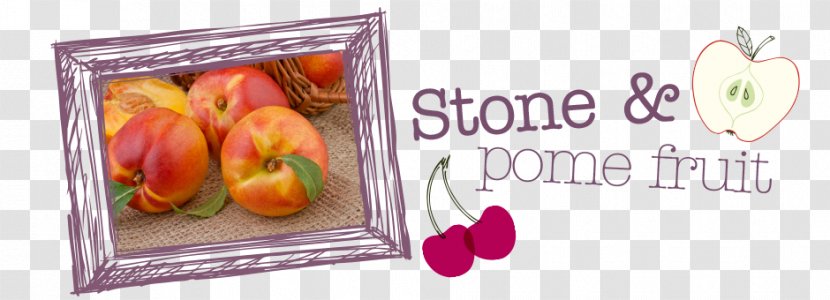 Pome Fruit Apple Quince Petal - Flower - Garden Transparent PNG