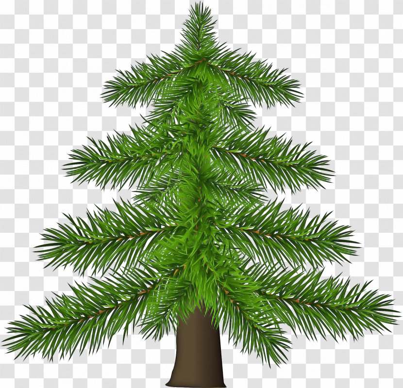 Christmas Black And White - Balsam Fir - Trunk Vascular Plant Transparent PNG