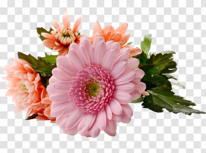 Flowering Tea Mothers Day - Mothering Sunday - Chrysanthemum Gerbera Transparent PNG