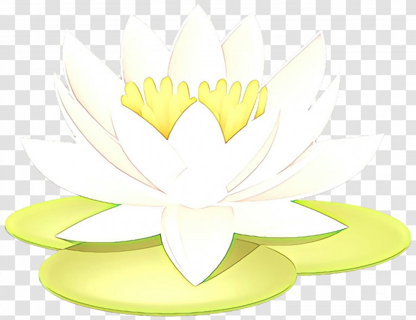 Lily Flower Cartoon - Lotus Family - Water Plant Transparent PNG