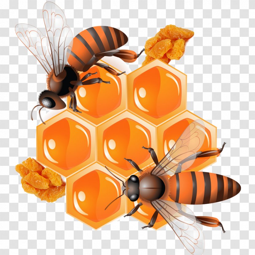 Honey Bee - Insect - And Preserves Transparent PNG