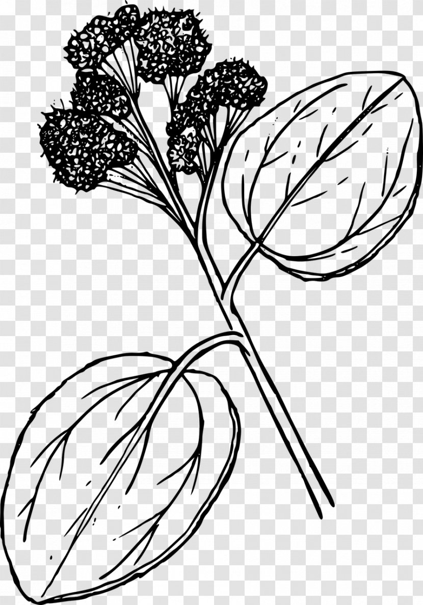 Floral Design Clip Art - Flora - Wildflower Transparent PNG