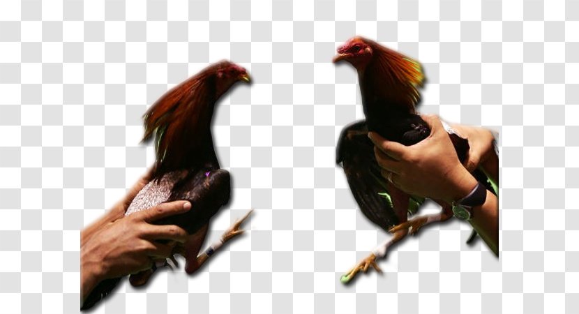 Chicken Cockfight Rooster Gallístico Club Of Puerto Rico - Gallo Transparent PNG