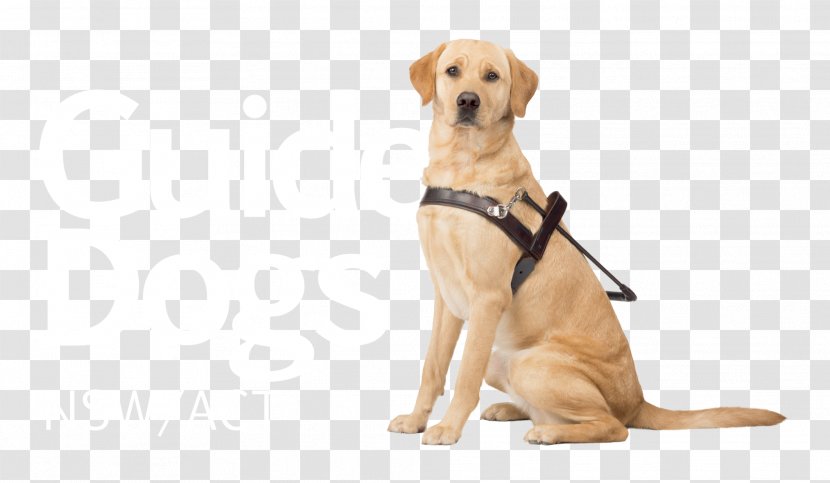 Guide Dogs Victoria Puppy The For Blind Association - Low Vision - Dog Transparent PNG