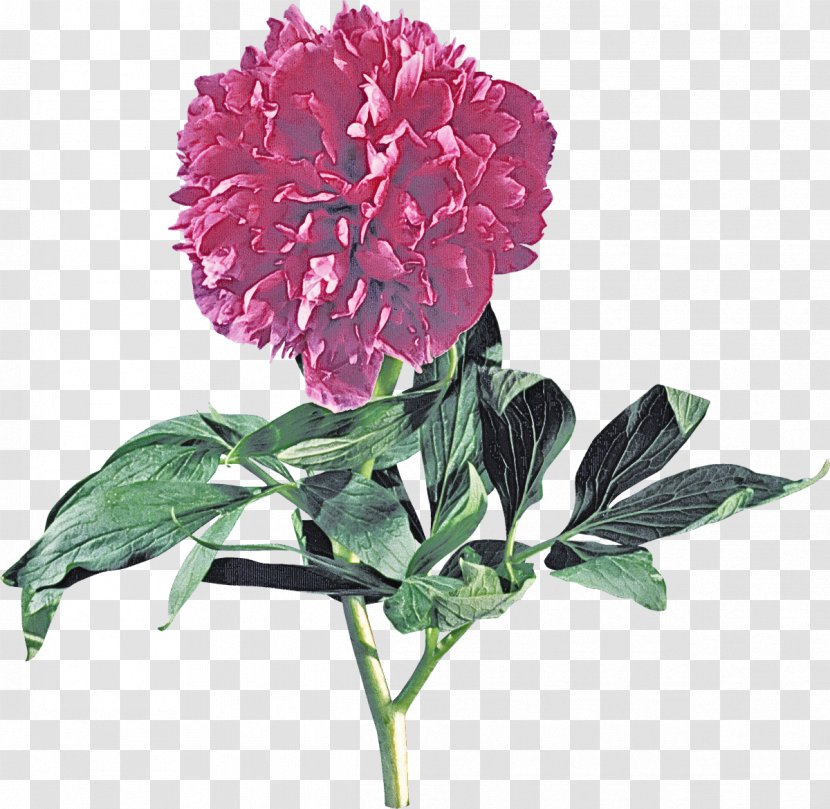Flower Flowering Plant Pink Common Peony - Family Petal Transparent PNG