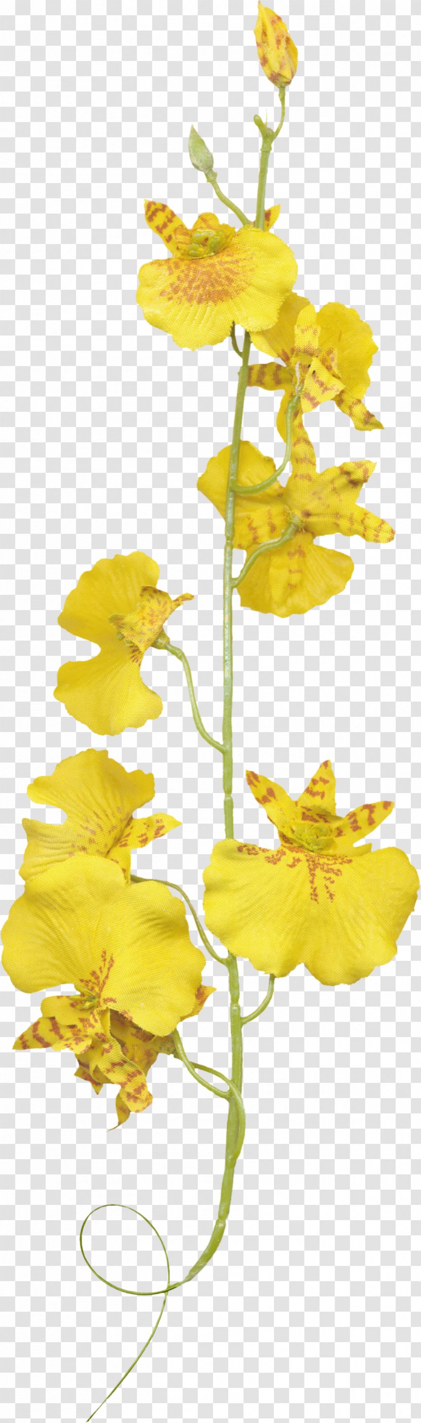 Orchids Flower Plant - Yellow Transparent PNG